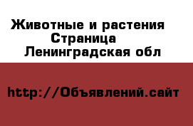  Животные и растения - Страница 2 . Ленинградская обл.